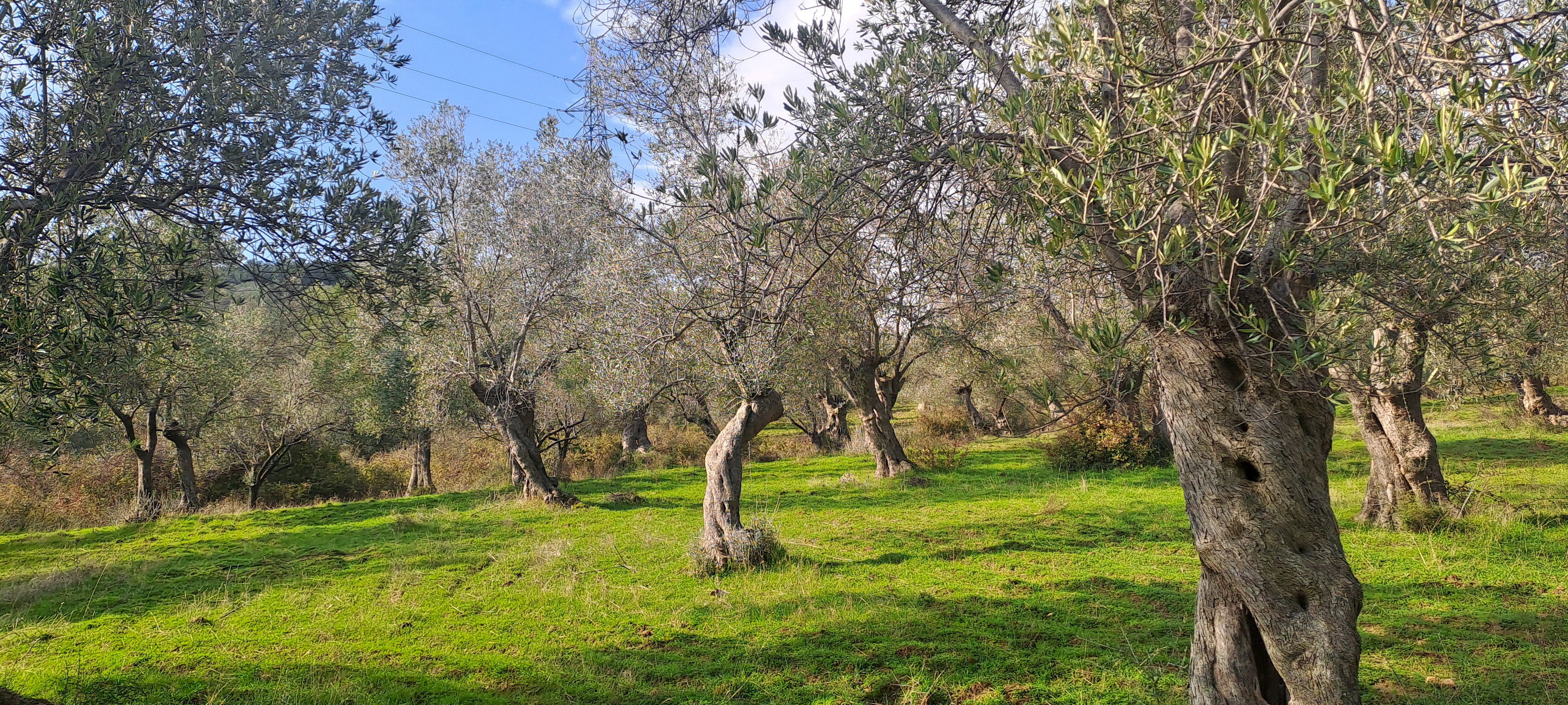 HAKANOĞLU GROUP'TAN TUZCUMURAT MAH. SATILIK ZEYTİNLİK - BALIKESİR EDREMİT fotoğraf 11