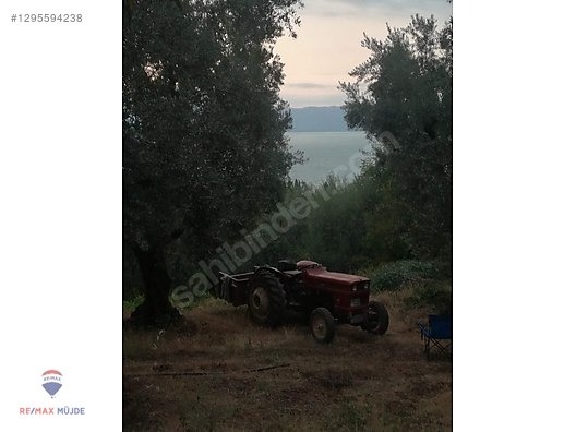 BURSA ORHANGAZİ NARLICA MAH. 1.247 M2 SATILIK ZEYTİNLİK - BURSA ORHANGAZİ fotoğraf 7