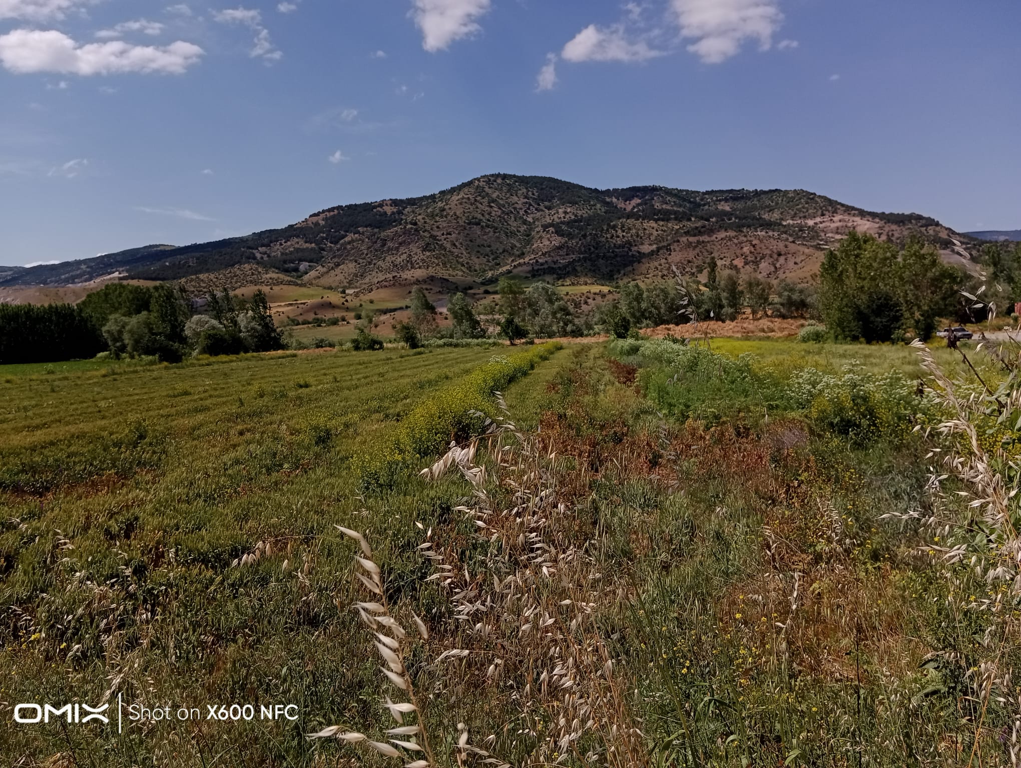 Tokat/ Turhal satlik tarla  - TOKAT TURHAL fotoğraf 4