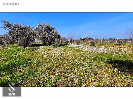 Kemalpaşa Ören Satılık Zeytinlik 1.230 m2 - İZMİR KEMALPAŞA fotoğraf 7