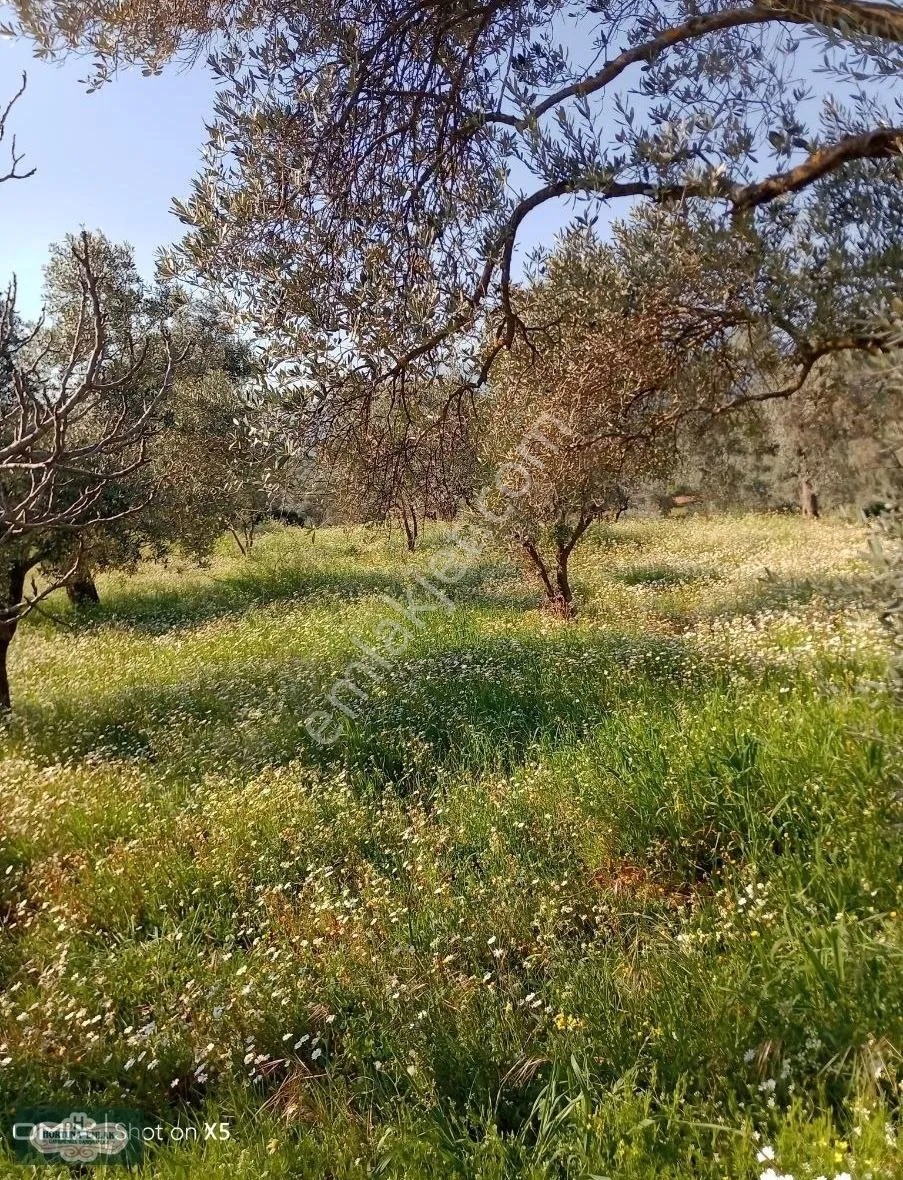 İzmir Torbalı Karakızlar Köyünde 5.500m2 Zeytinlik Satılık - İZMİR TORBALI fotoğraf 12