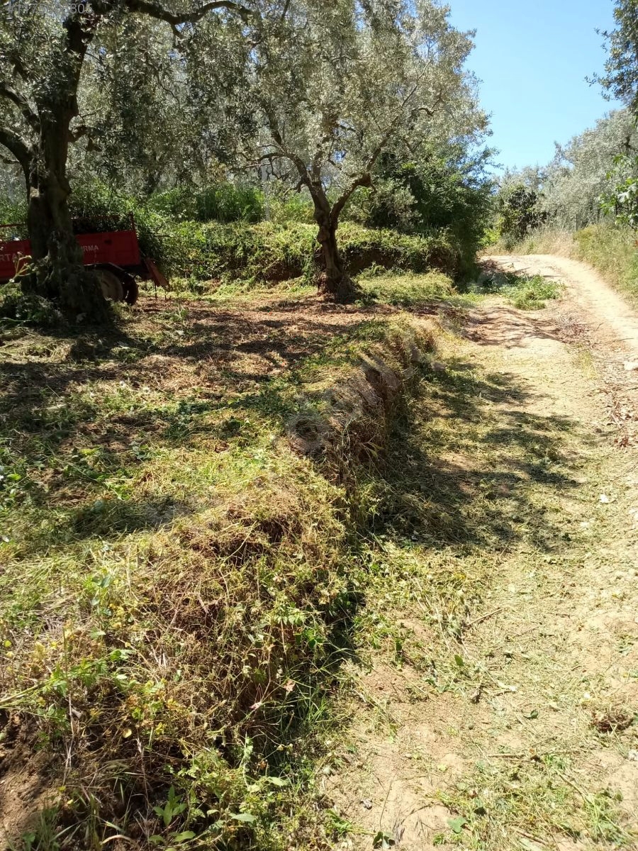 BURSA İZNİK DERBENT'TE 613 M² ZEYTİNLİK SATILIKTIR - BURSA İZNİK fotoğraf 18