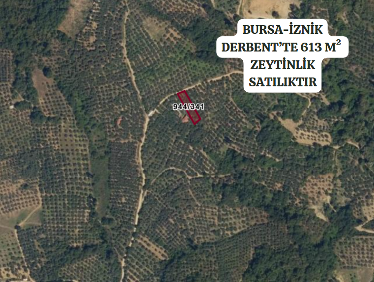 BURSA İZNİK DERBENT'TE 613 M² ZEYTİNLİK SATILIKTIR - BURSA İZNİK fotoğraf 2