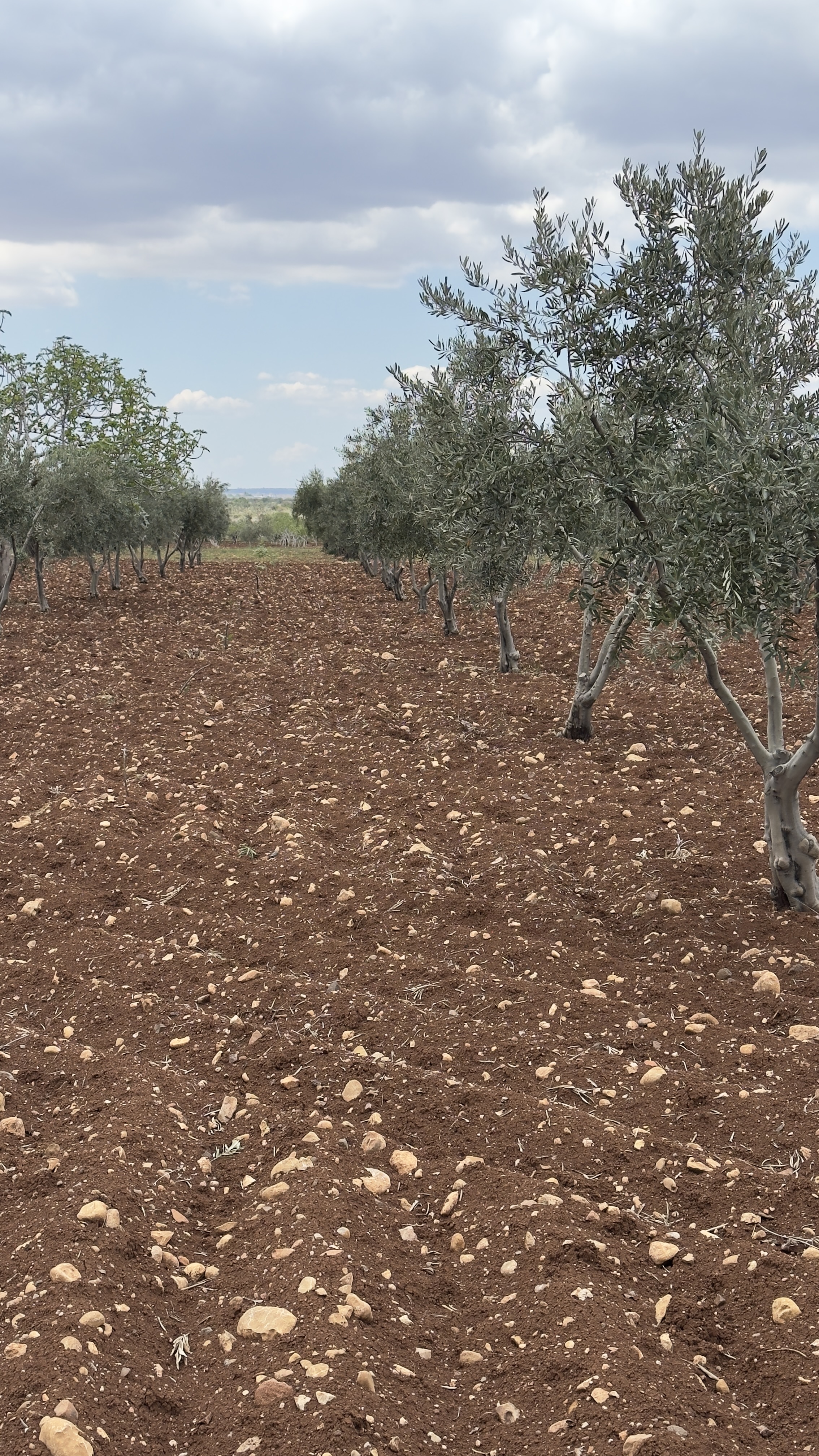 ÖZGÜRoğluEMLAK,tan SATILIK ZEYTİNLİK  - KİLİS MERKEZ fotoğraf 8