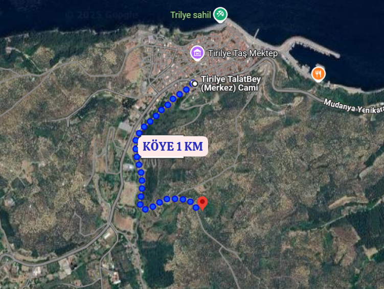 BURSA MUDANYA TİRİLYE (TALATBEY)  KÖYÜNDE 3.057 M²  ZEYTİNLİK SATILIKTIR - BURSA MUDANYA fotoğraf 5
