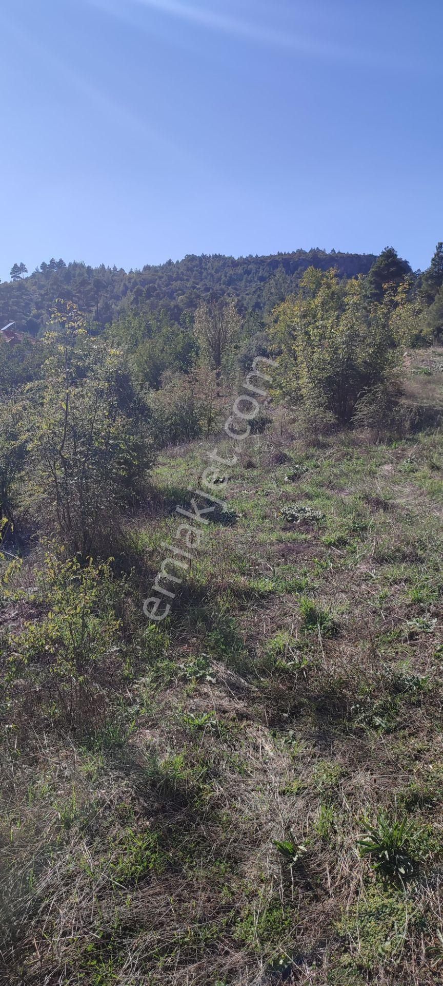 Burdur Bucak Taşyayla’da 6.000 M2 Satılık Bahçe - BURDUR BUCAK fotoğraf 4