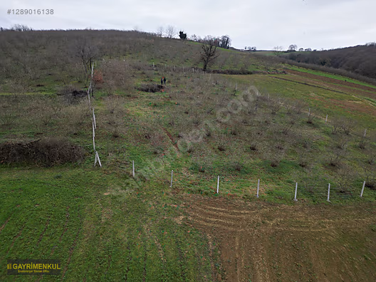 Ferizli Hocaoğlu'nda Satılık 2400 m² Fındık Bahçesi - SAKARYA FERİZLİ fotoğraf 20