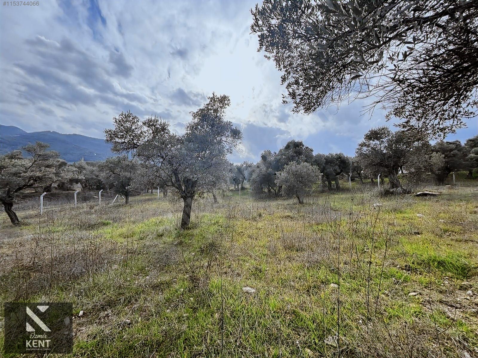 Kemalpaşa Gökyaka Satılık 2700 m2 Bahçe - İZMİR KEMALPAŞA fotoğraf 6