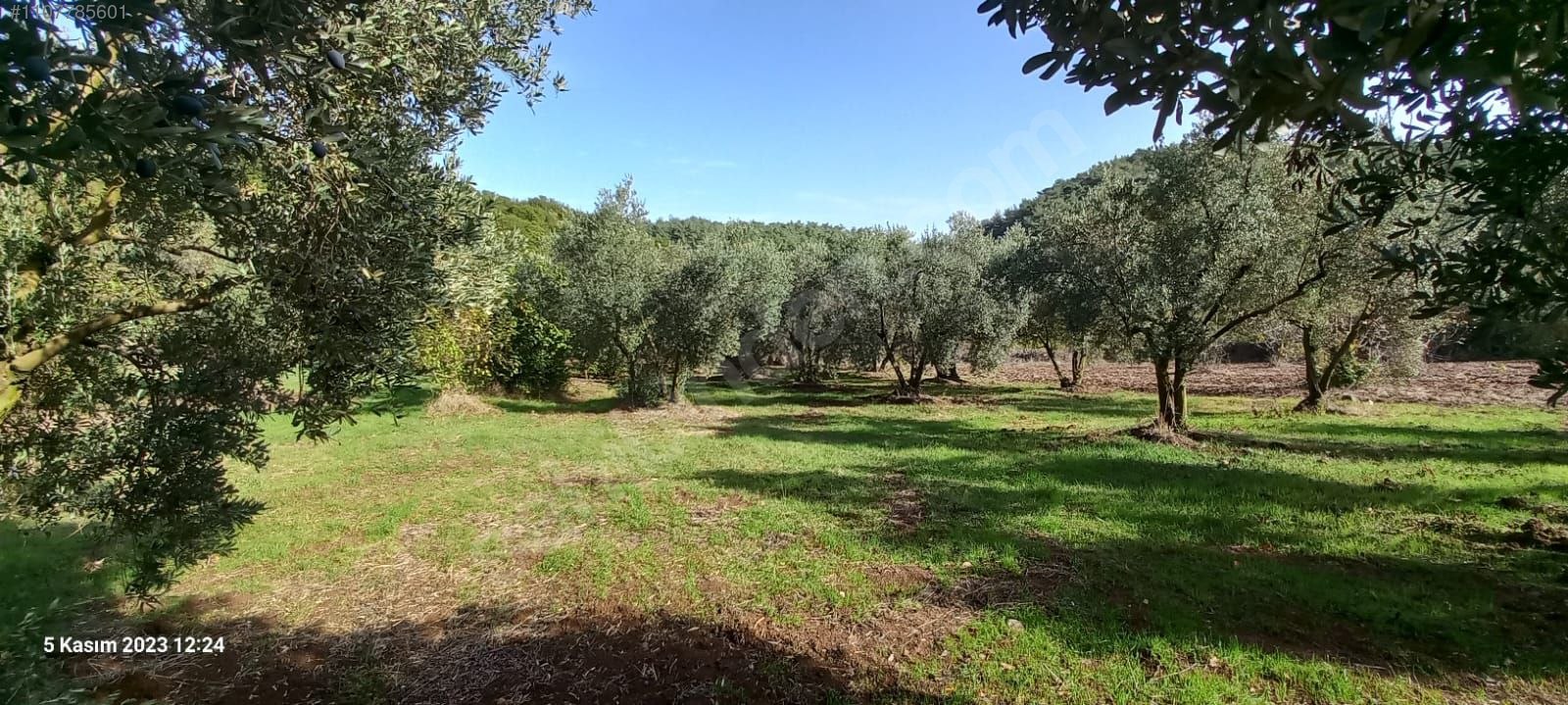 BURSA MUDANYA IŞIKLI  KÖYÜNDE 2.382 M² ZEYTİNLİK SATILIKTIR. - BURSA MUDANYA fotoğraf 4
