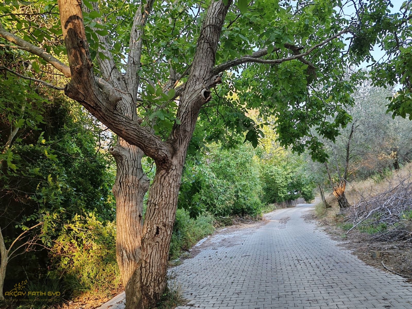 Zeytinli de 8.5 Dönüm SATILIK Zeytinlik - BALIKESİR EDREMİT fotoğraf 5