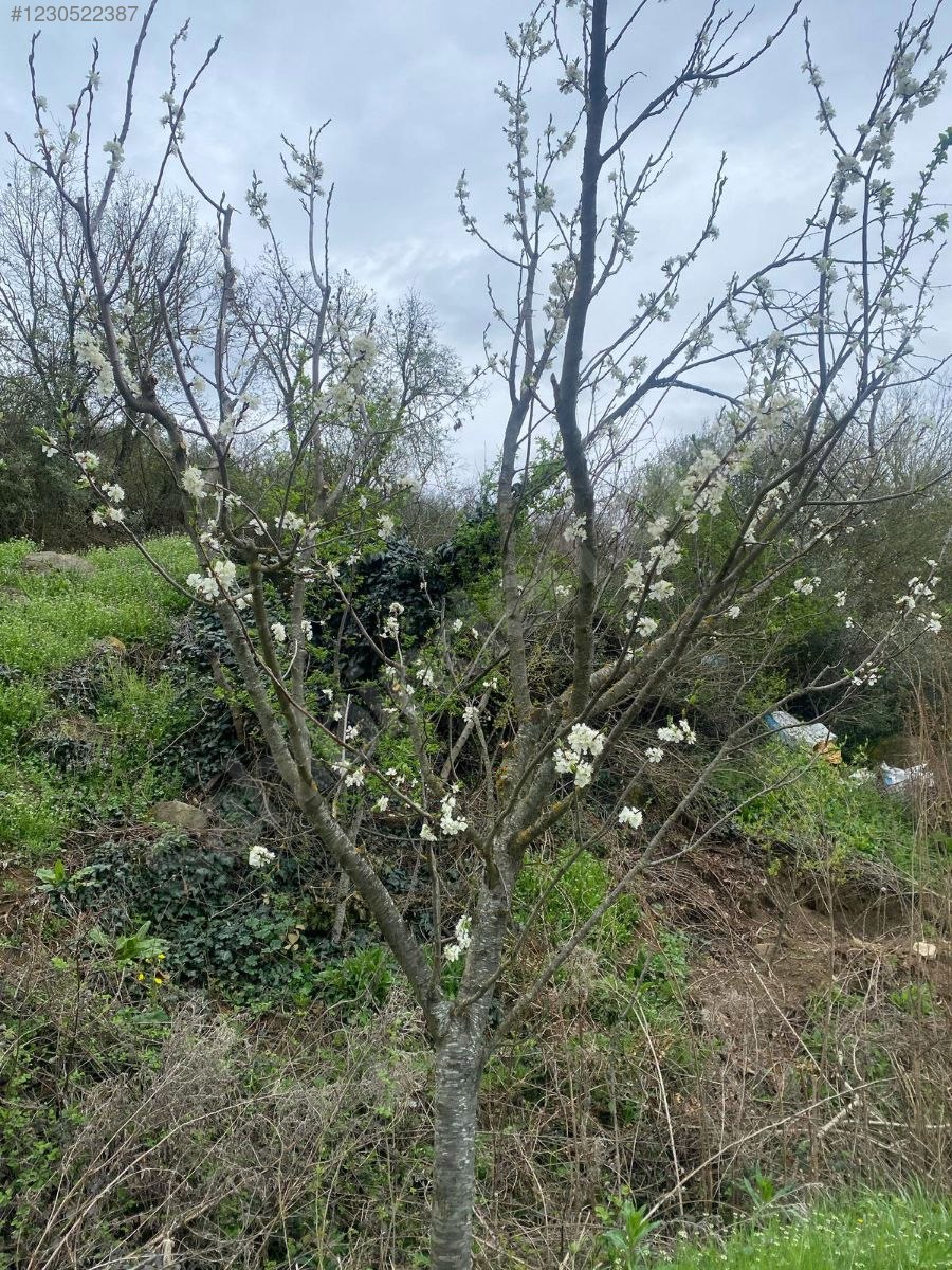 Yenişehir Fethiye de kurulu ceviz ve hobi bahcesi - BURSA YENİŞEHİR fotoğraf 15