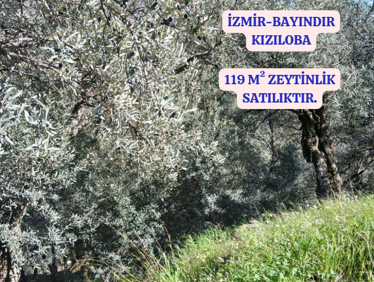 İZMİR BAYINDIR KIZILOBA  KÖYÜNDE 119 M² ZEYTİNLİK  SATILIKTIR - İZMİR BAYINDIR fotoğraf 2