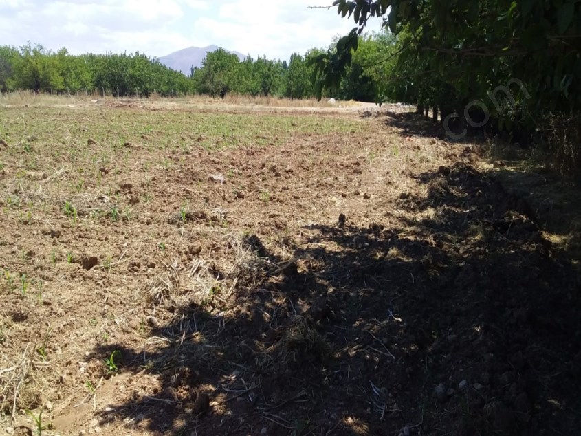 TOPSÖĞÜTTE 4500 M2 YOL CEPHELİ SATILIK TARLA - MALATYA YEŞİLYURT fotoğraf 6
