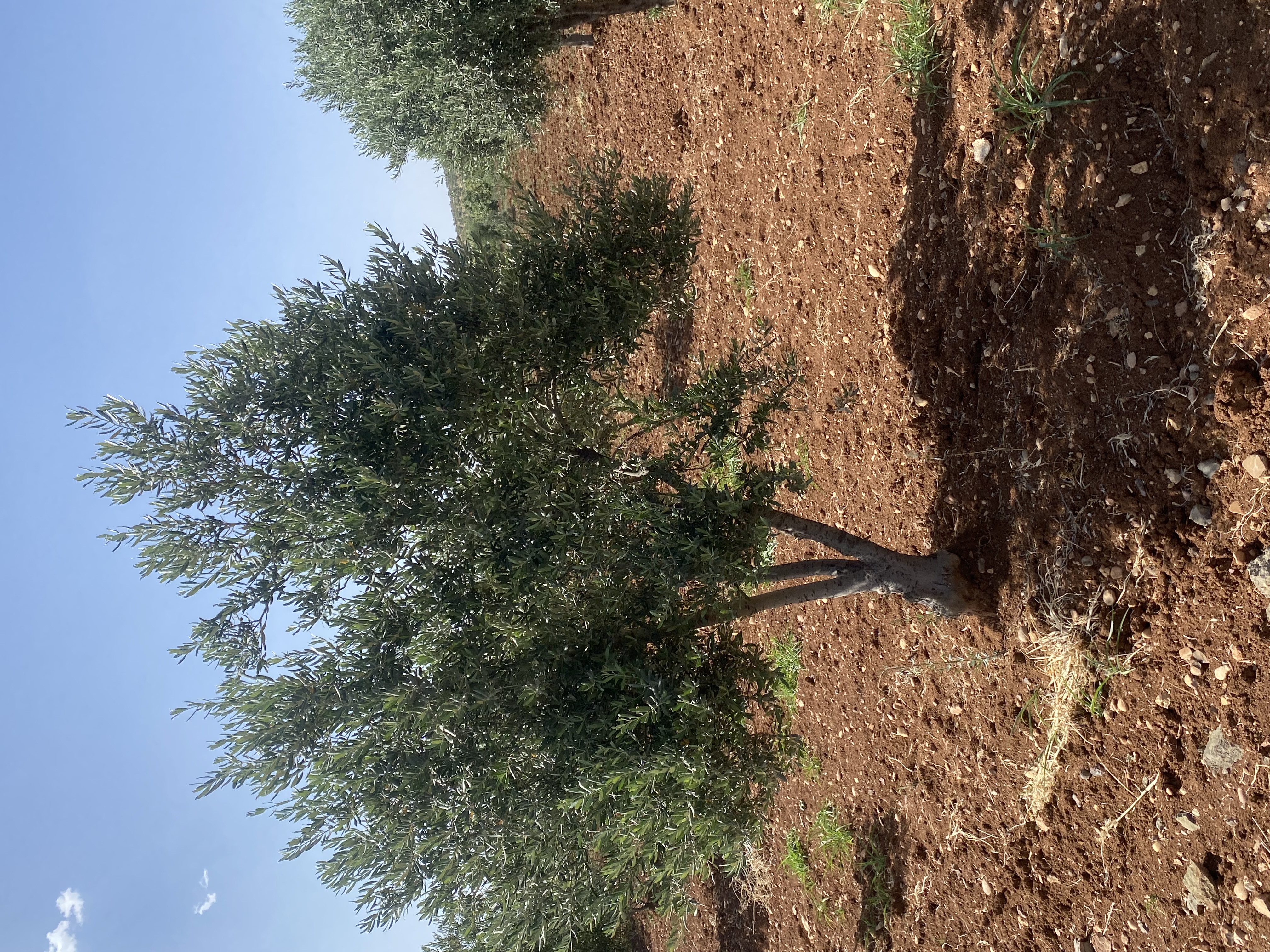 SATILIK 150 AĞAÇ ZEYTİNLİK  - KİLİS MERKEZ fotoğraf 24