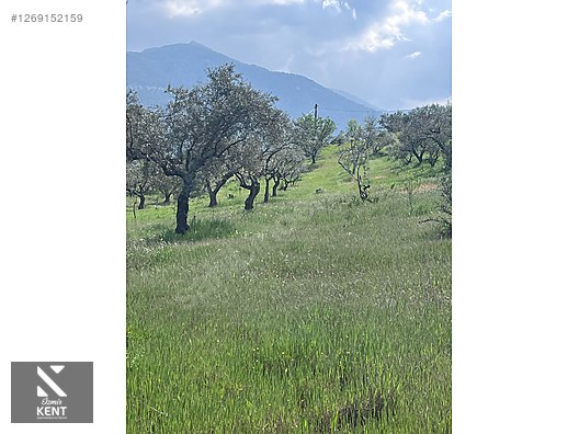 Kemalpaşa Aşağıkızılca Satılık 615 m2 Zeytinlik - İZMİR KEMALPAŞA fotoğraf 28