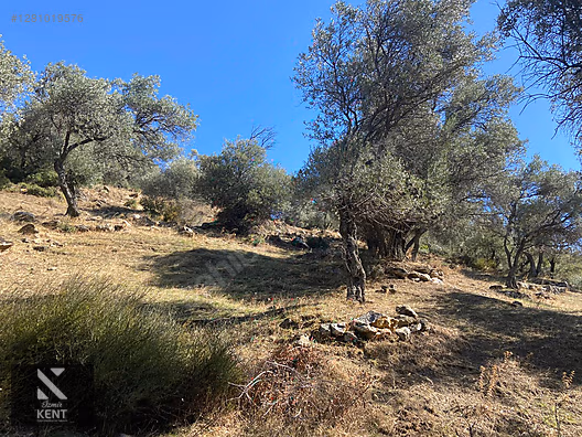 Bayındır Yusuflu Satılık 6050 m2 Zeytinlik Tek Tapu - İZMİR BAYINDIR fotoğraf 30