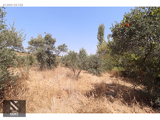 Kemalpaşa Aşağıkızılca Satılık 615 m2 Zeytinlik - İZMİR KEMALPAŞA fotoğraf 18