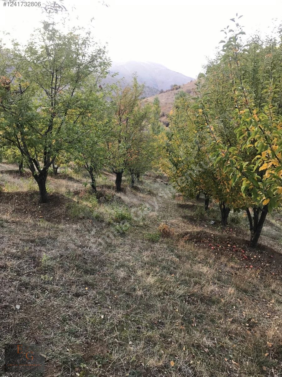 EMTİA'DAN KOZLUK'TA 2 DÖNÜM VİŞNE BAHÇESİ - MALATYA YEŞİLYURT fotoğraf 2