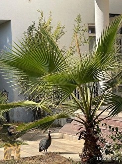VATANDAŞLIK EDİNME İÇİN UYGUN;Satılık Denize 200 MT Dev Villa - ANTALYA KEMER fotoğraf 13