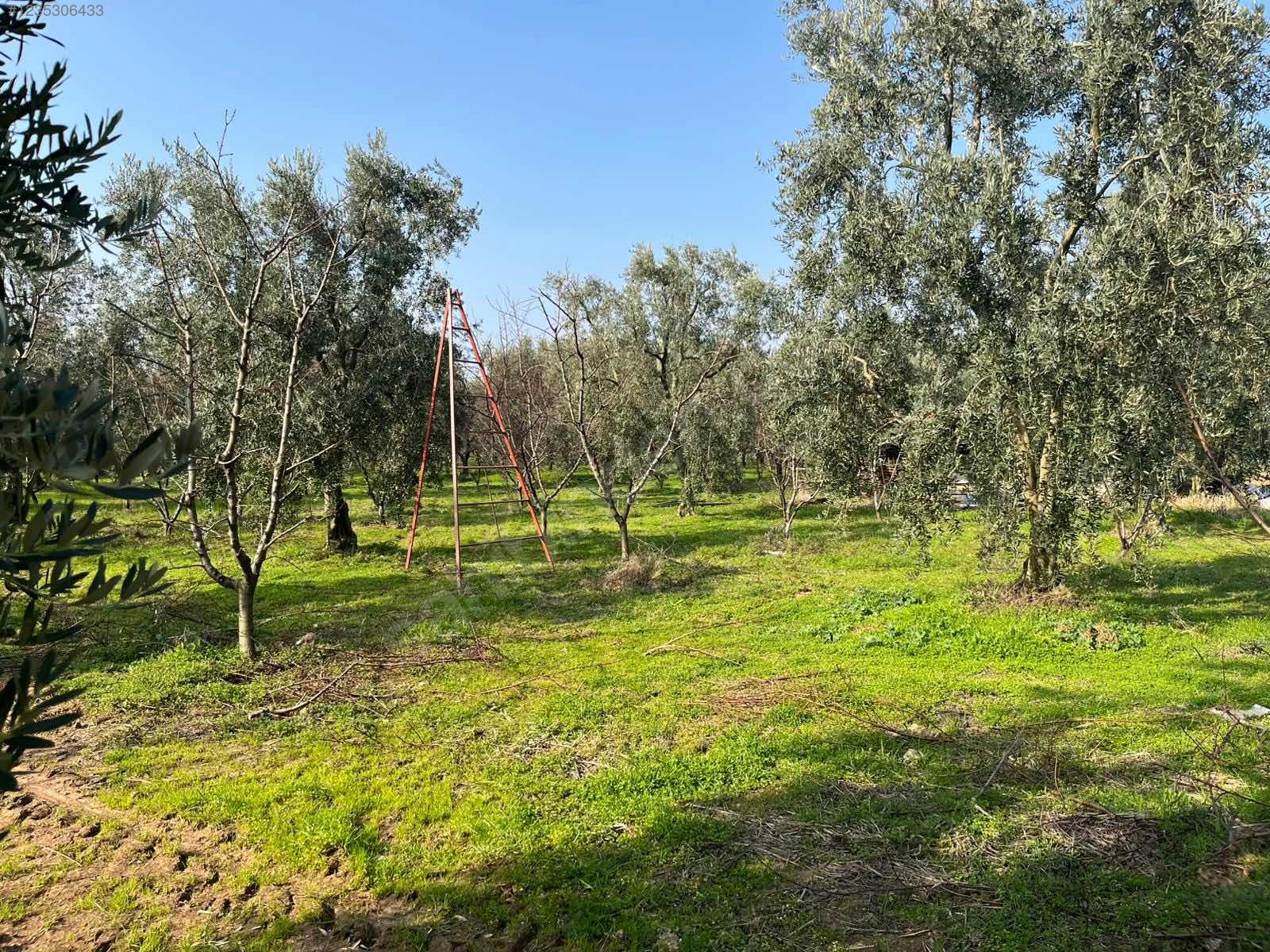 BURSA İZNİK ÖMERLİ MAHALLESİ'NDE  9.656 M² TARLAMIZ SATILIKTIR - BURSA İZNİK fotoğraf 19