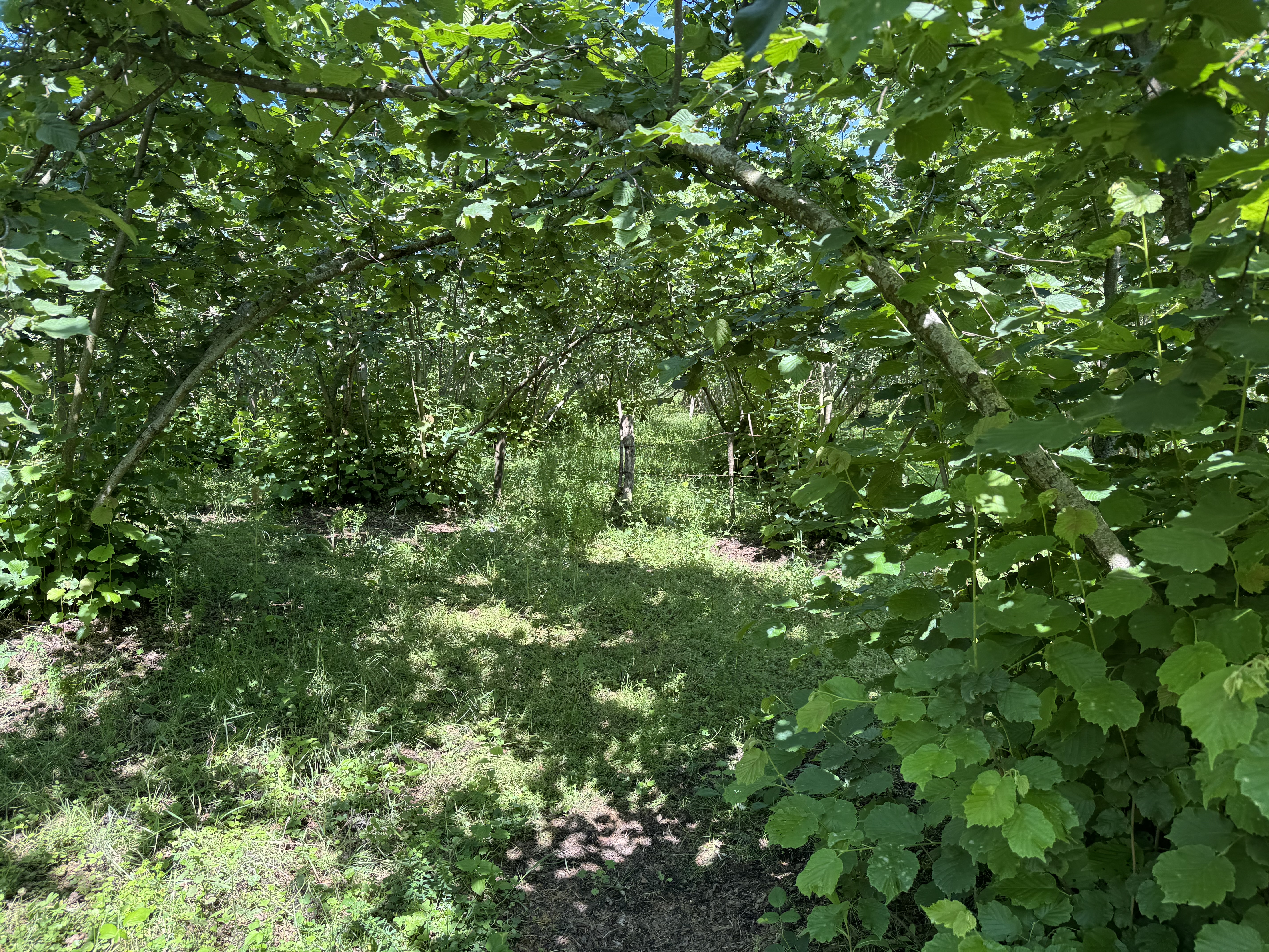 PIRAZIZ MADEN M.H SATILIK 480m ARSA - GİRESUN PİRAZİZ fotoğraf 32
