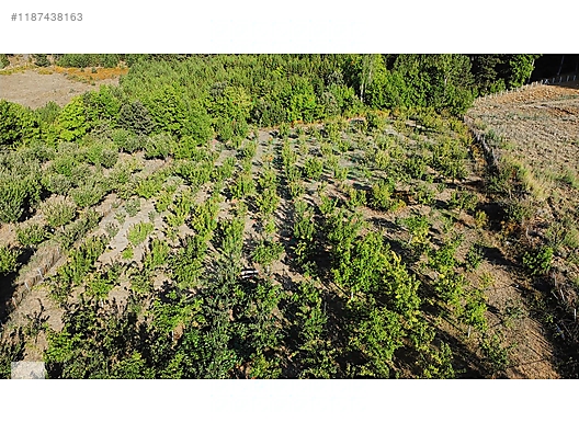 ÇANAKKALE BAYRAMİÇ BEŞİK KÖYÜ 6.900 m2 MEYVA BAHÇESİ 96 m2 EV - ÇANAKKALE BAYRAMİÇ fotoğraf 12