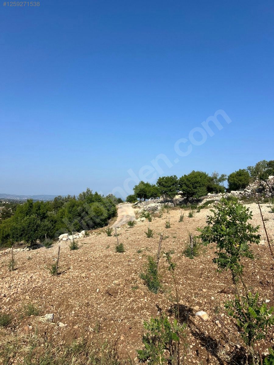   Mersin / Gülnar / Göktürk Mh. 1295 M² BADEM BAHÇESİ SATILIKTIR.   - MERSİN GÜLNAR fotoğraf 3