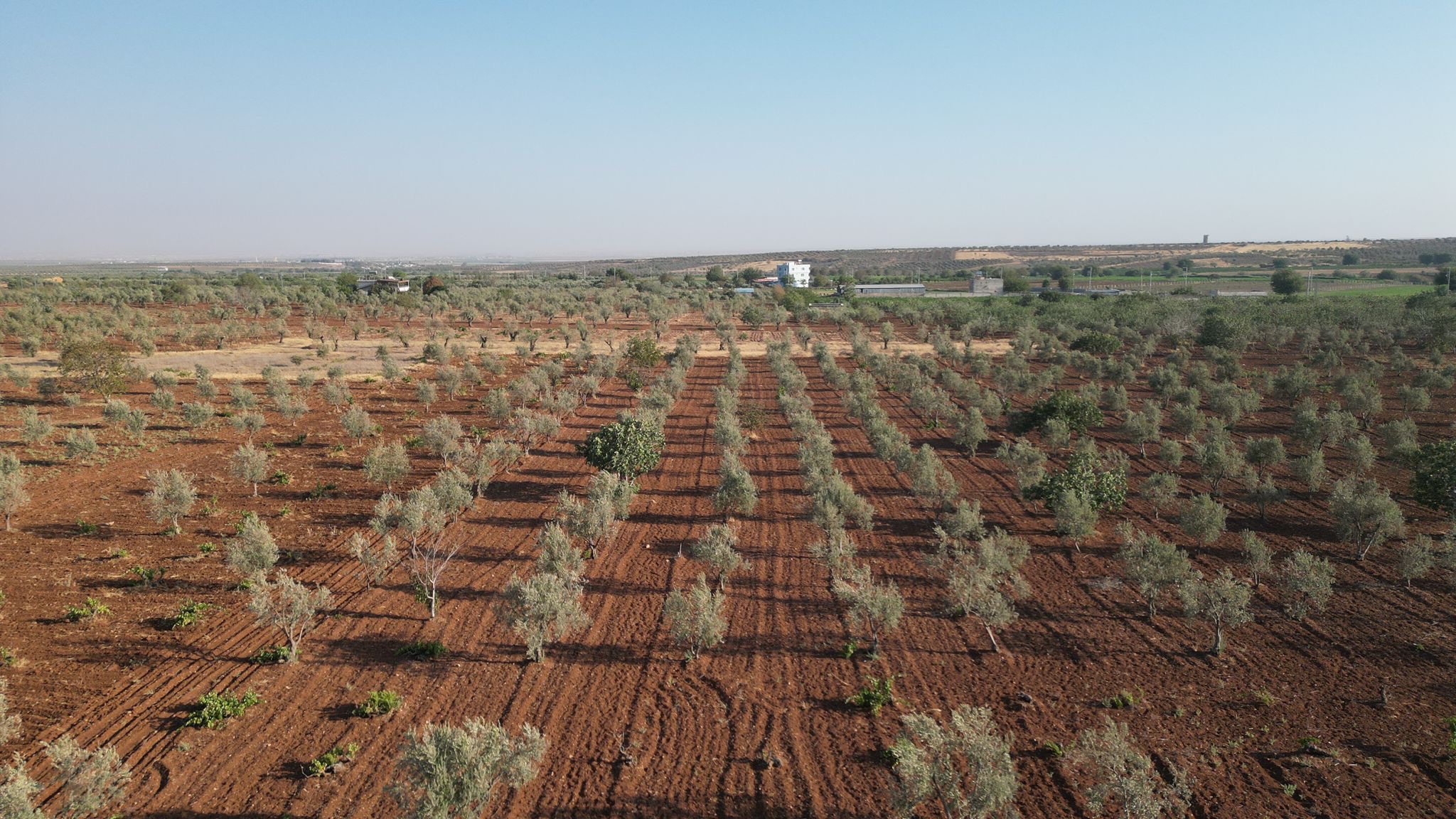 SATILIK 120 AĞAÇ ZEYTİNLİK - KİLİS MERKEZ fotoğraf 5