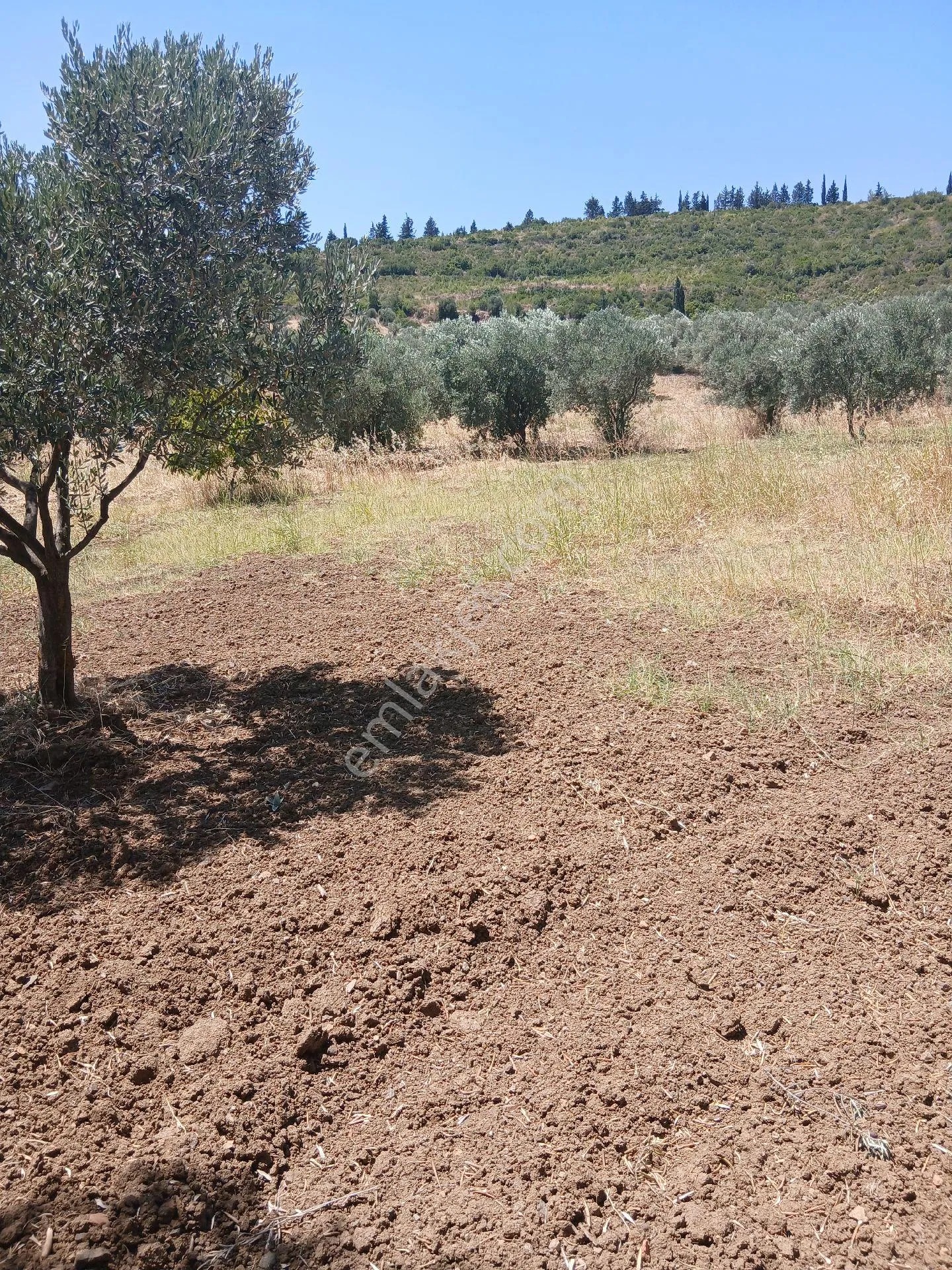 İzmir Torbalı Yazıbaşında 3.800m2 Zeytinlik Satılık - İZMİR TORBALI fotoğraf 16