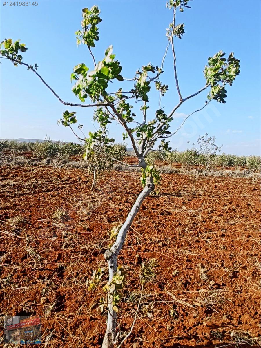 yavuzlu tapulu 46 agac fıstık 4 büyük 40 fidan zeytin acil - KİLİS MERKEZ fotoğraf 5
