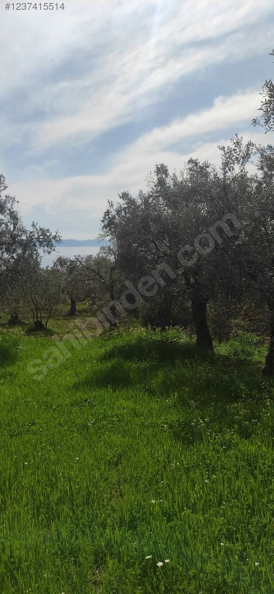 MÜSTAKİL PARSEL SAHİBİNDEN ZEYTİNLİK DENİZ MANZARALI - BURSA GEMLİK fotoğraf 4