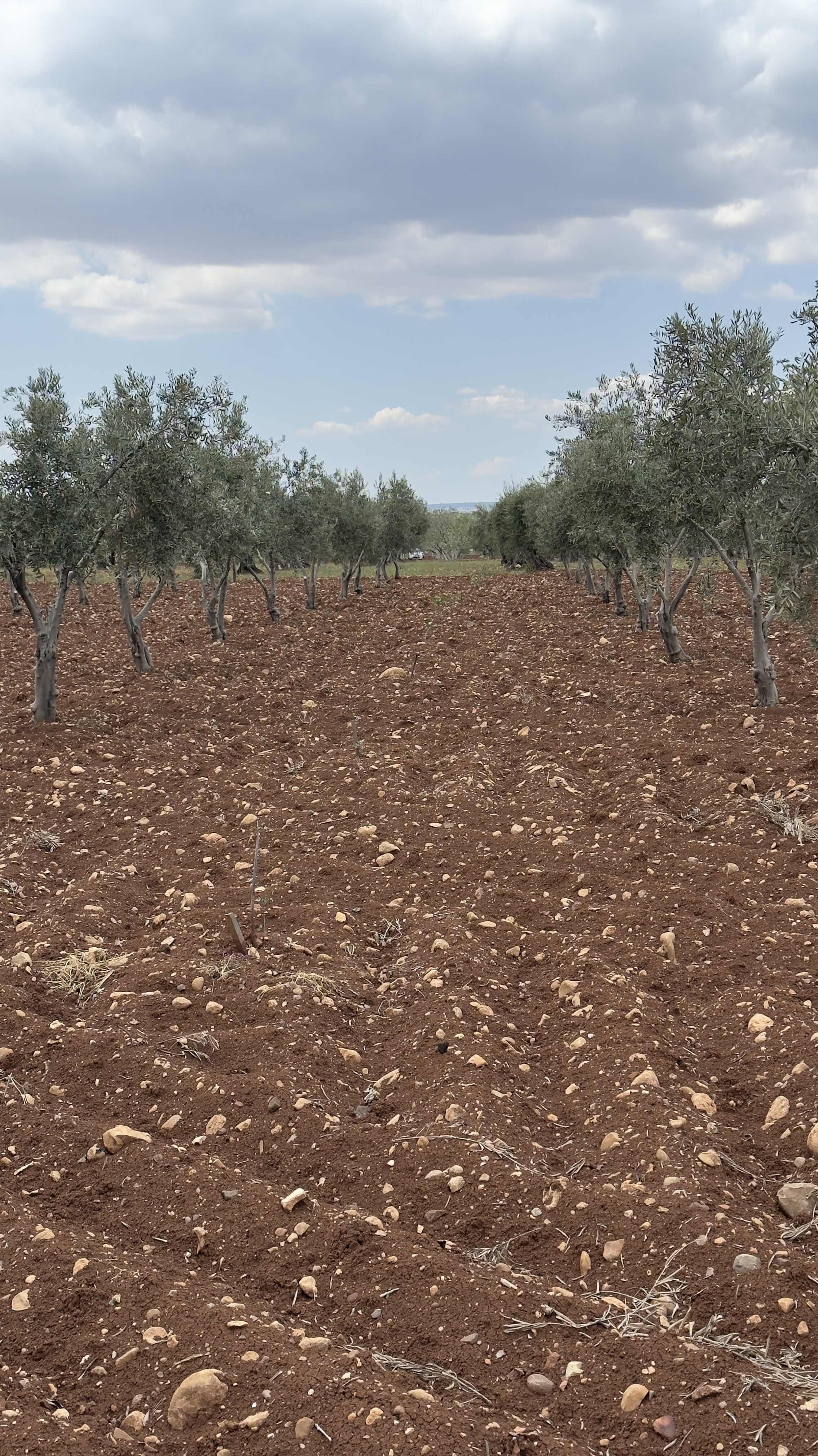 ÖZGÜRoğluEMLAK,tan SATILIK ZEYTİNLİK  - KİLİS MERKEZ fotoğraf 14