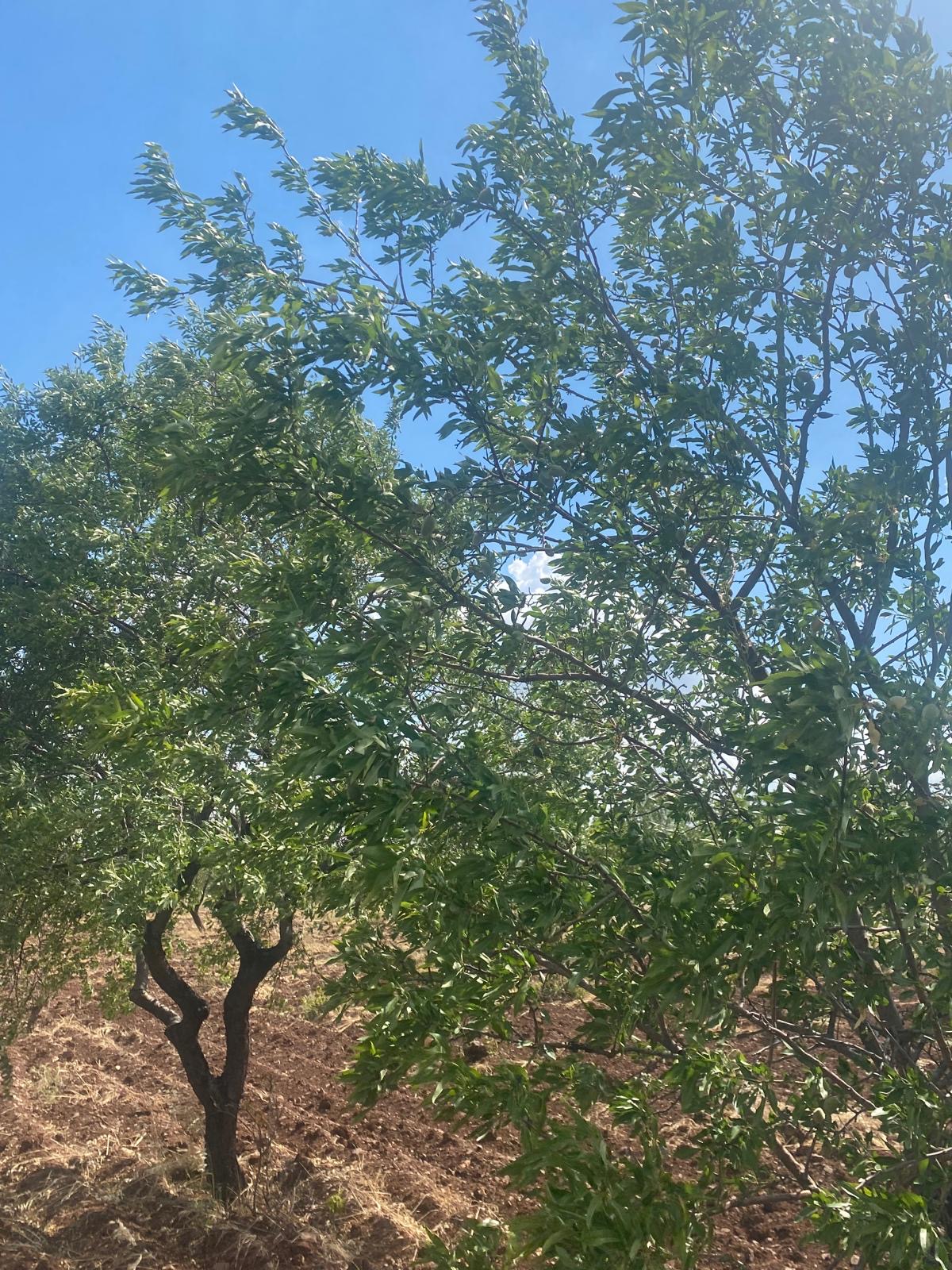 SATILIK BAĞ ZEYTİN BADEM FISTIK İNCİR - KİLİS MERKEZ fotoğraf 3