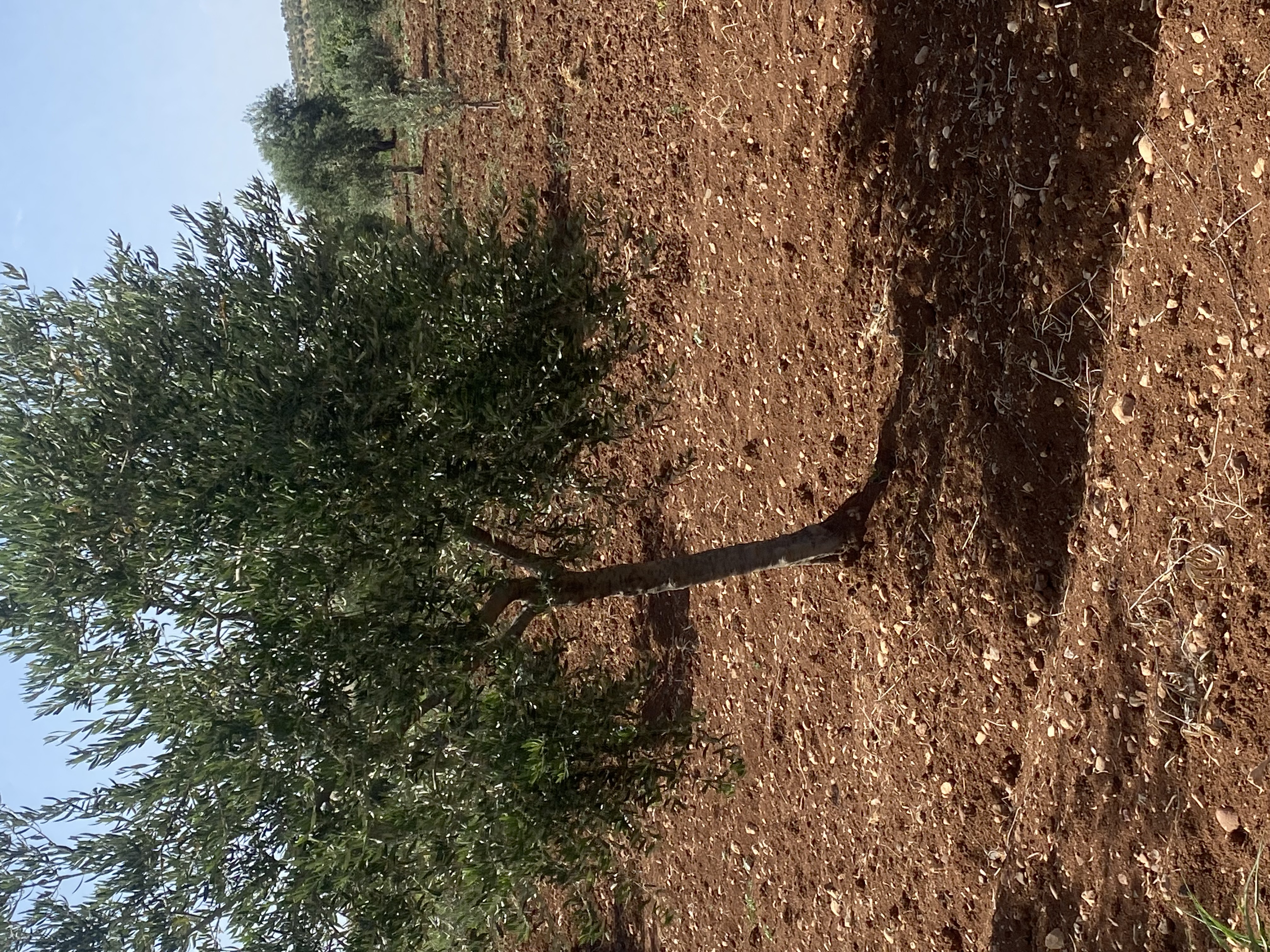 SATILIK 150 AĞAÇ ZEYTİNLİK  - KİLİS MERKEZ fotoğraf 26
