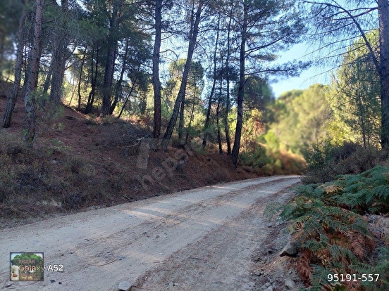 BERGAMA KOZAK YAYLASI YUKARIBEY MAH DE 7850 m2 FISTIKLIK