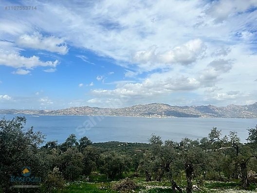 MUGLA MİLAS KARAHAYIT KOYUNDE ASFALTA SİFİR ZEYTİNLİK BAKİMLİ - MUĞLA MİLAS fotoğraf 9