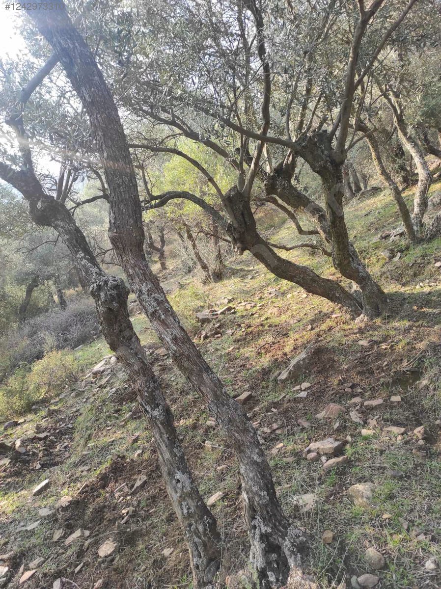İZMİR BAYINDIR ÇENİKLER KÖYÜNDE 854 M² ZEYTİNLİK  SATILIKTIR - İZMİR BAYINDIR fotoğraf 13