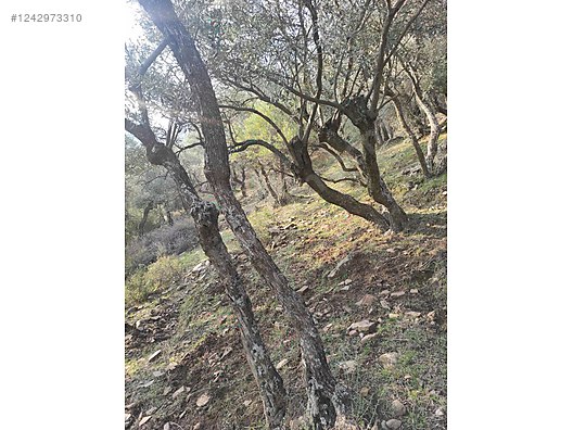 İZMİR BAYINDIR ÇENİKLER KÖYÜNDE 854 M² ZEYTİNLİK  SATILIKTIR - İZMİR BAYINDIR fotoğraf 6