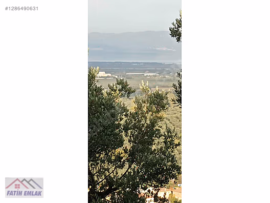 Fatih'ten Karsak ta 1245m2 yolu olan göl manzaralı zeytinlik - BURSA ORHANGAZİ fotoğraf 7
