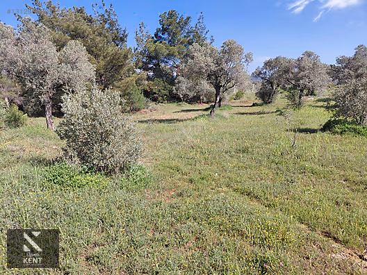 Kemalpaşa Dereköy'de Satılık 4850 m2 Bahçe - İZMİR KEMALPAŞA fotoğraf 37
