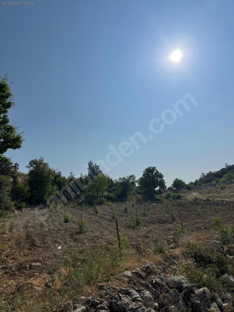   Mersin / Gülnar / Göktürk Mh. 1295 M² BADEM BAHÇESİ SATILIKTIR.   - MERSİN GÜLNAR fotoğraf 6