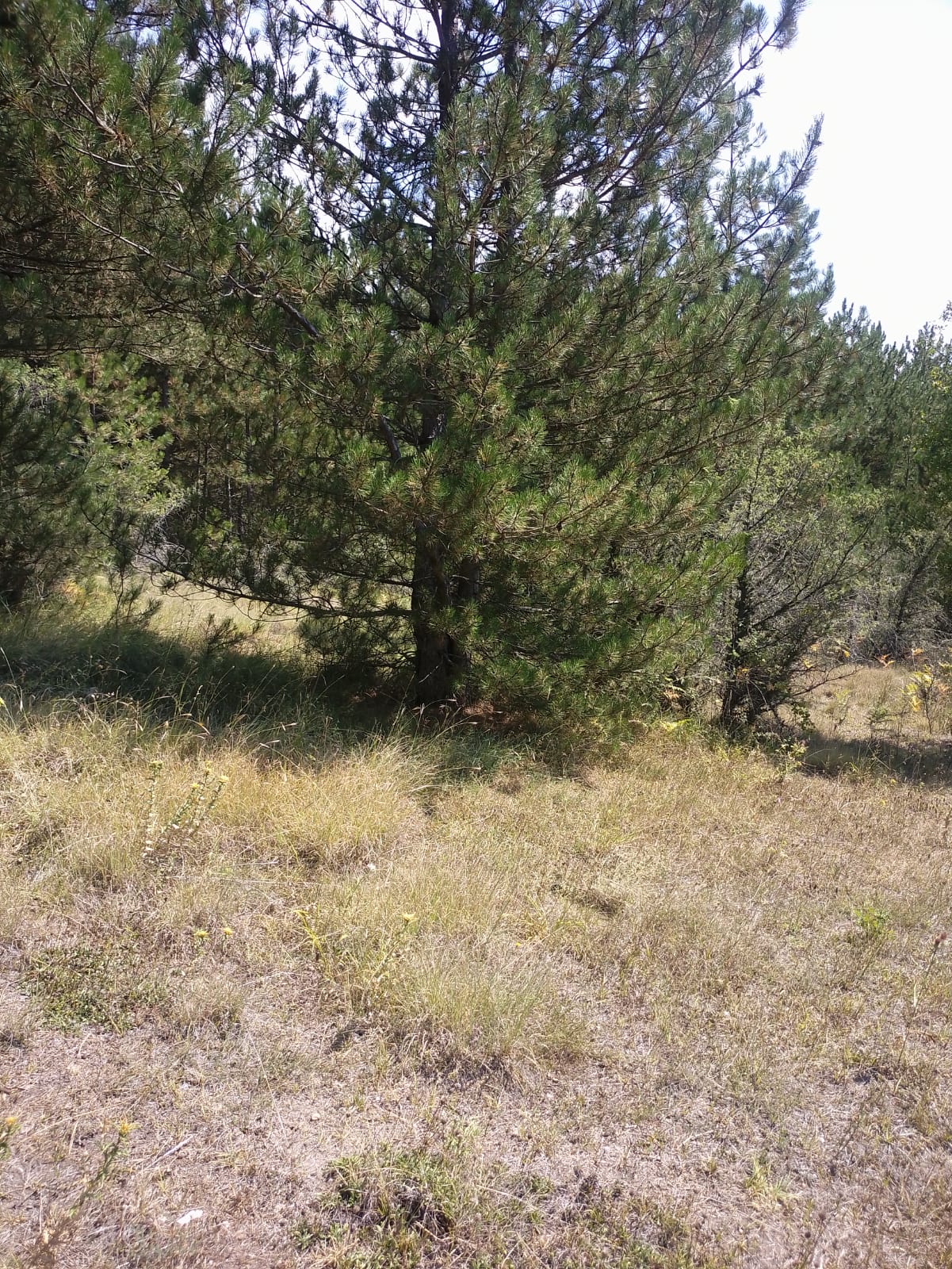BİLECİK GÖLPAZARI DERELİ KÖYÜ SATILIK TARLA 1000m² - BİLECİK GÖLPAZARI fotoğraf 7