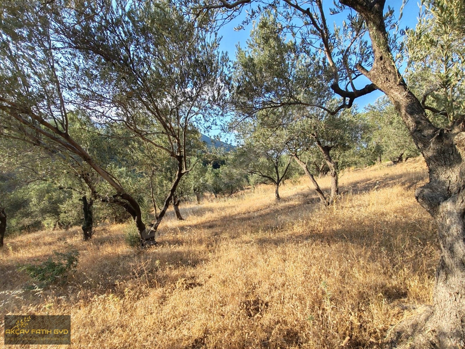 Zeytinli de 8.5 Dönüm SATILIK Zeytinlik - BALIKESİR EDREMİT fotoğraf 23