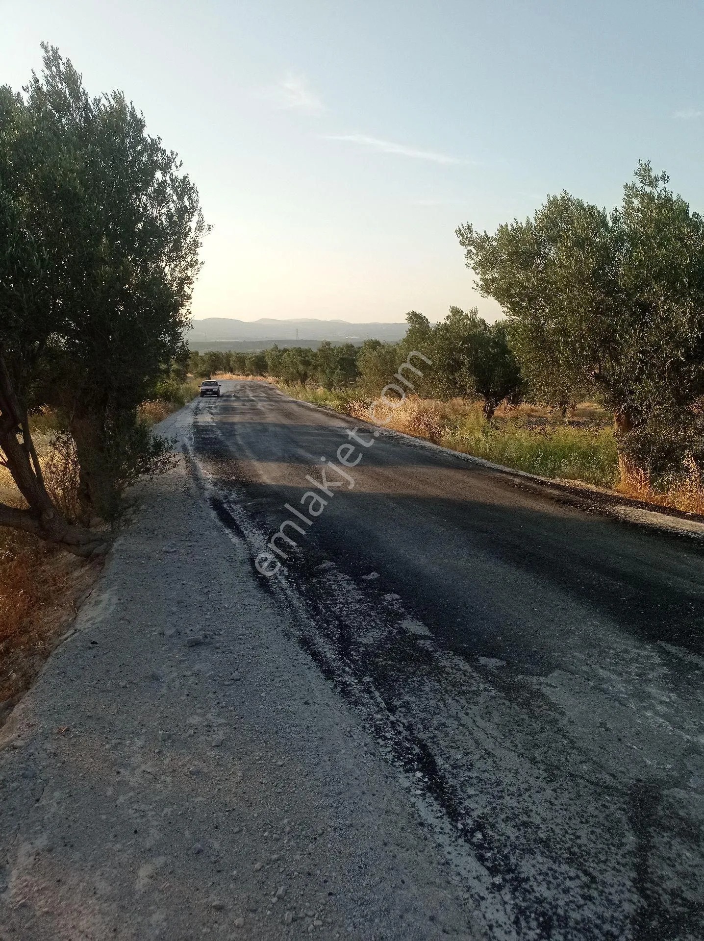 Yeliz'den Manisa Soma'da Asfalt Kenarı Zeytinlik - MANİSA SOMA fotoğraf 6
