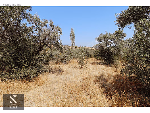 Kemalpaşa Aşağıkızılca Satılık 615 m2 Zeytinlik - İZMİR KEMALPAŞA fotoğraf 20