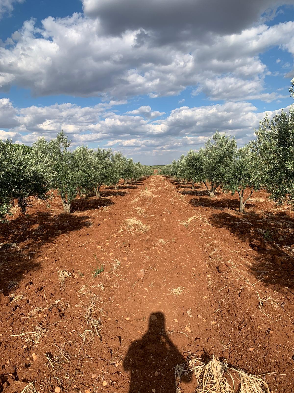 SATILIK 150 AĞAÇ ZEYTİNLİK  - KİLİS MERKEZ fotoğraf 17