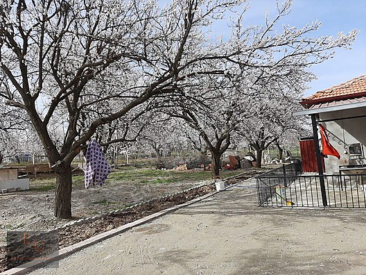 EMTİA'DAN DİLEK MERKEZ'DE SATILIK KAYSI BAHÇESİ - MALATYA YEŞİLYURT fotoğraf 2