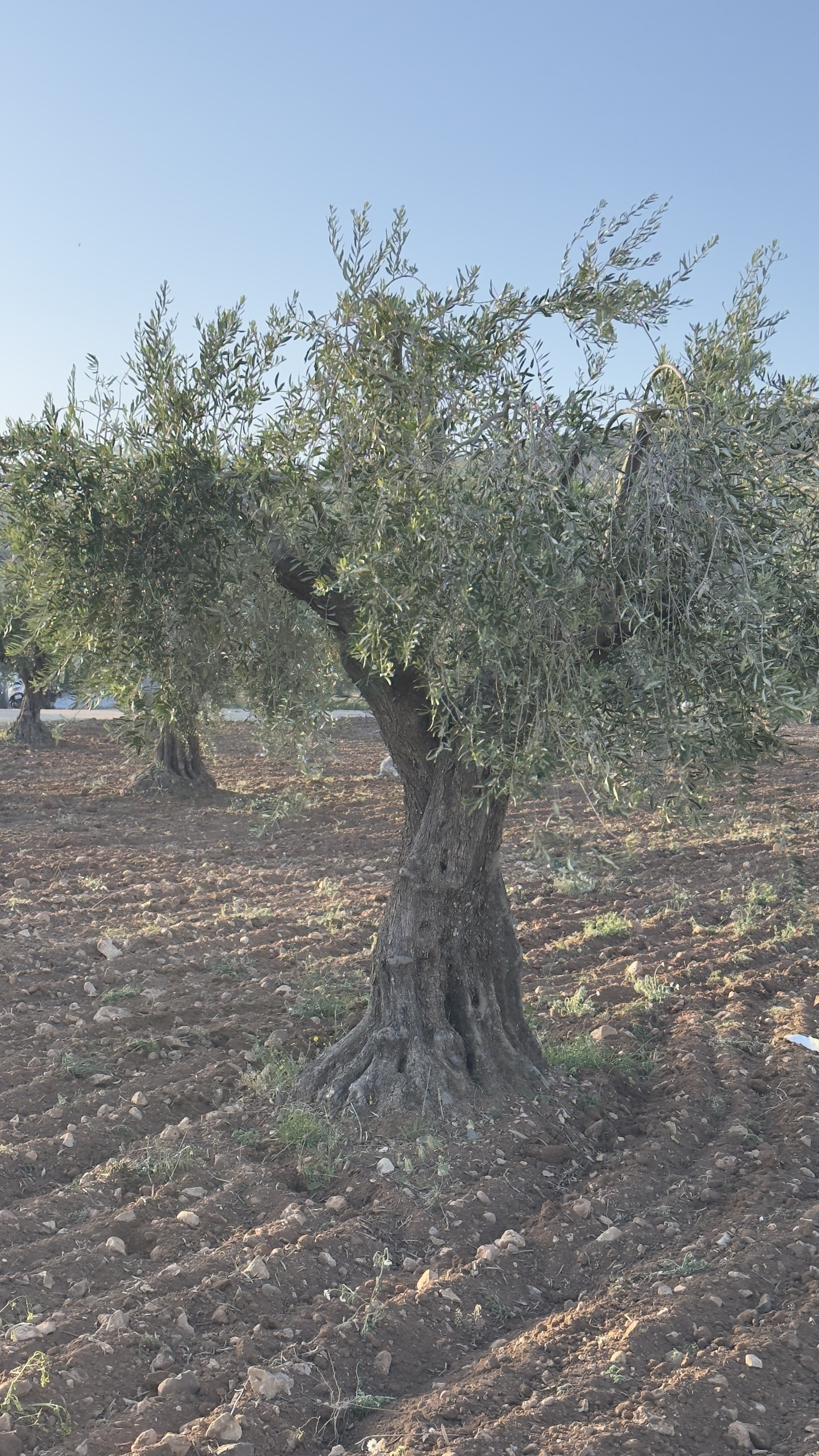 ÖZGÜRoğlu EMLAK ,tan SATILIK ZEYTİNLİK  - KİLİS MERKEZ fotoğraf 19