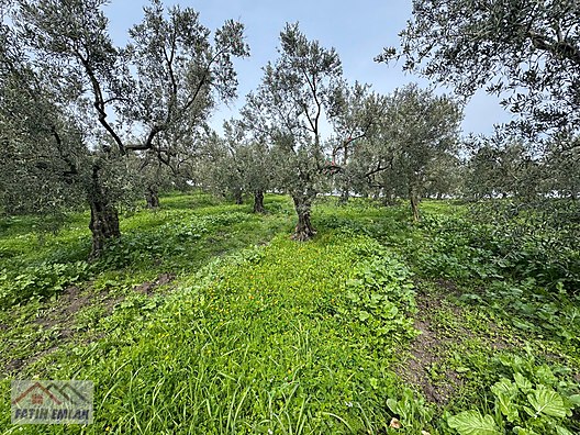 GEMLİK MURATOBA KÖYÜNDE 4695m² SATILIK ZEYTİNLİK - BURSA GEMLİK fotoğraf 22
