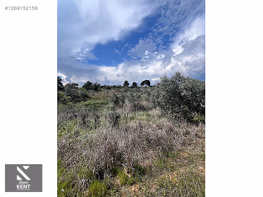 Kemalpaşa Aşağıkızılca Satılık 615 m2 Zeytinlik - İZMİR KEMALPAŞA fotoğraf 33